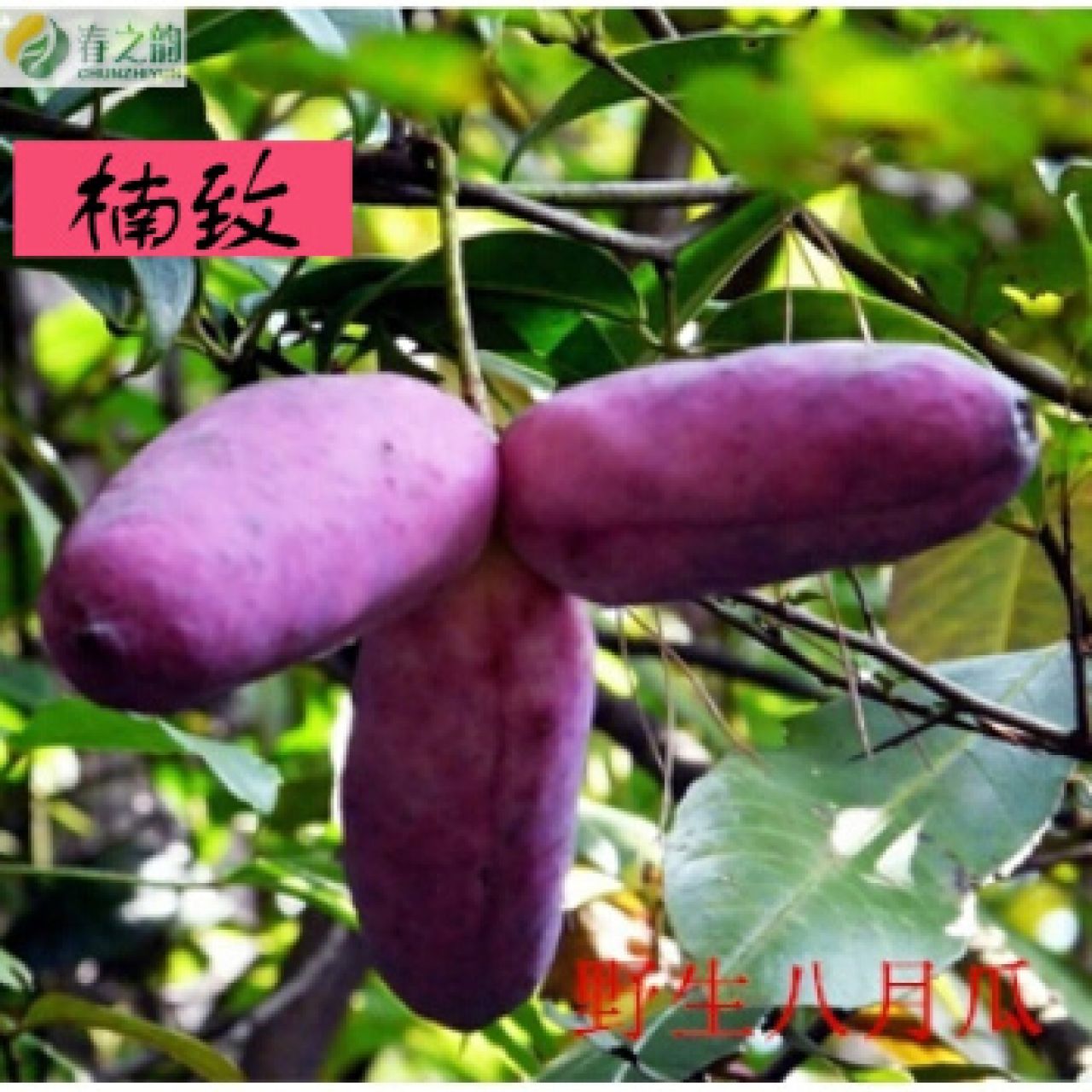 九月瓜