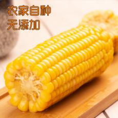 【禾久健康】【富硒黄糯】禾久有...