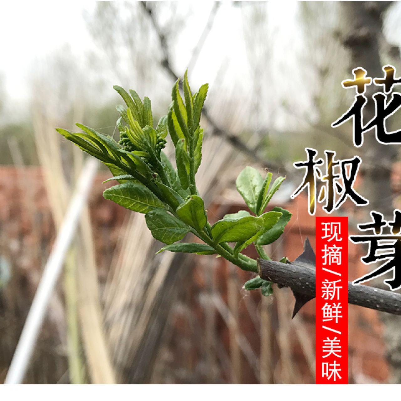 花椒芽新鲜蔬菜