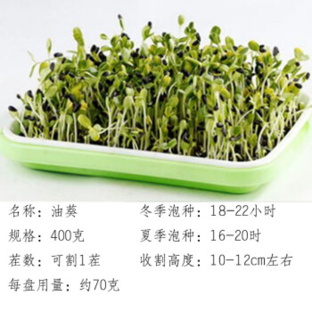 芽苗菜