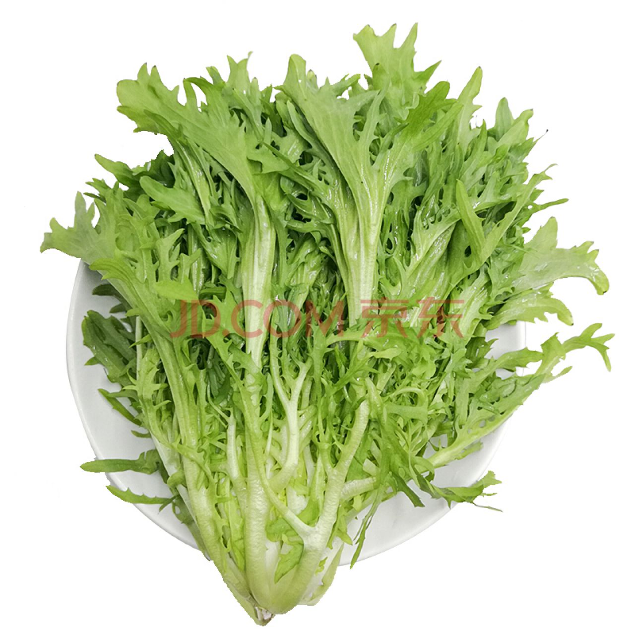 苦菊 苦苣菜 苦细叶生菜 约4...