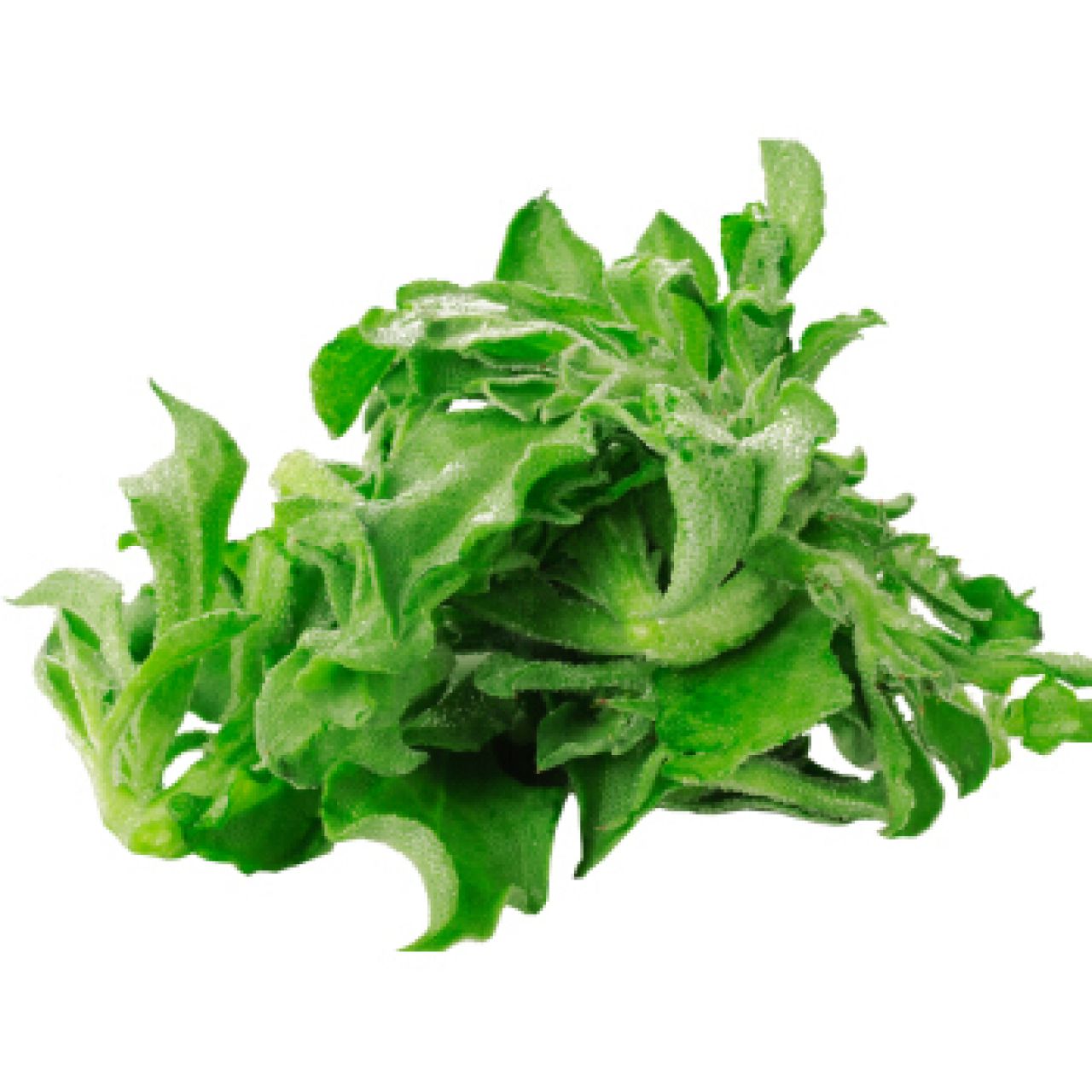 冰草 新鲜冰菜沙拉蔬菜冰叶野菜...