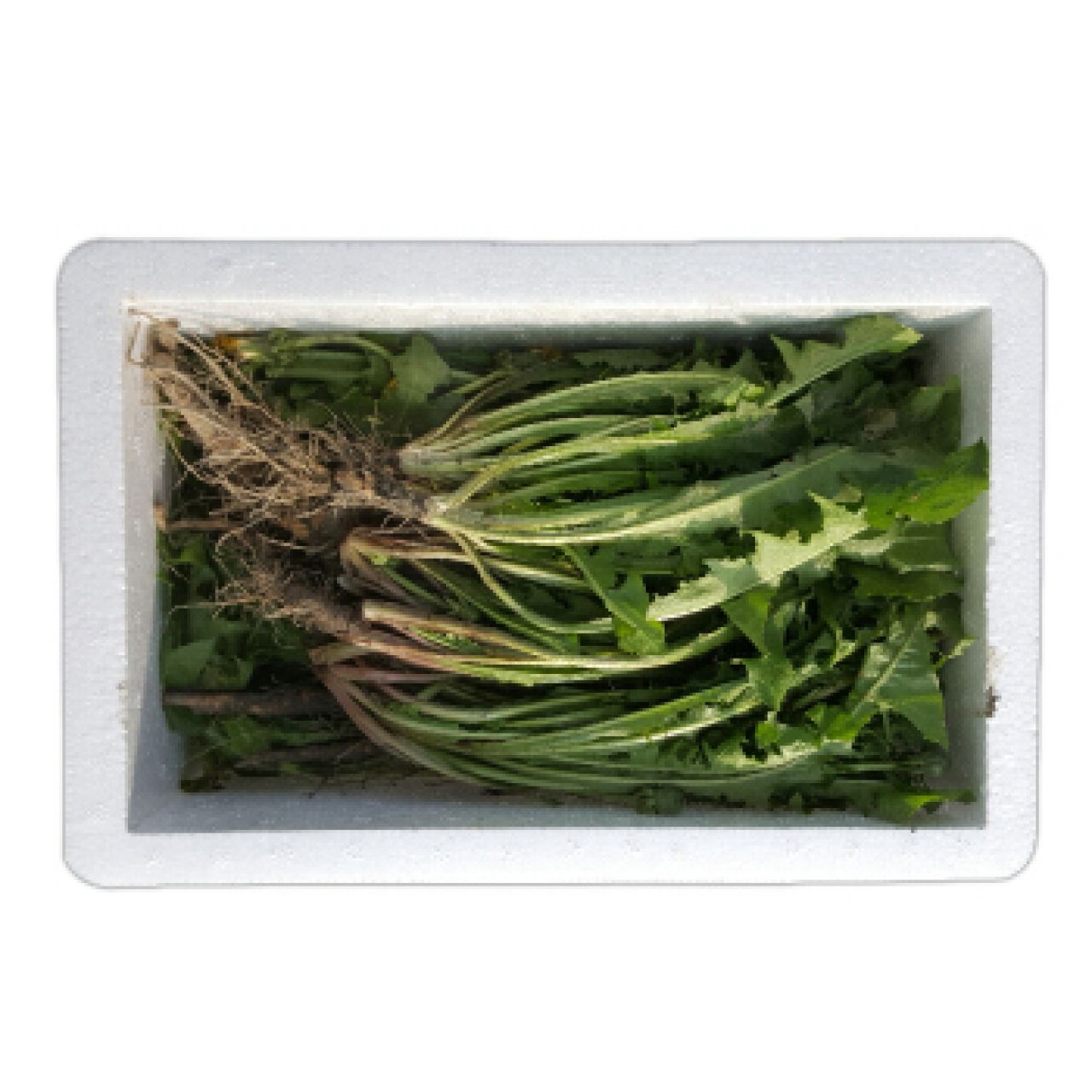 野菜 新鲜蒲公英 野婆婆丁带根...