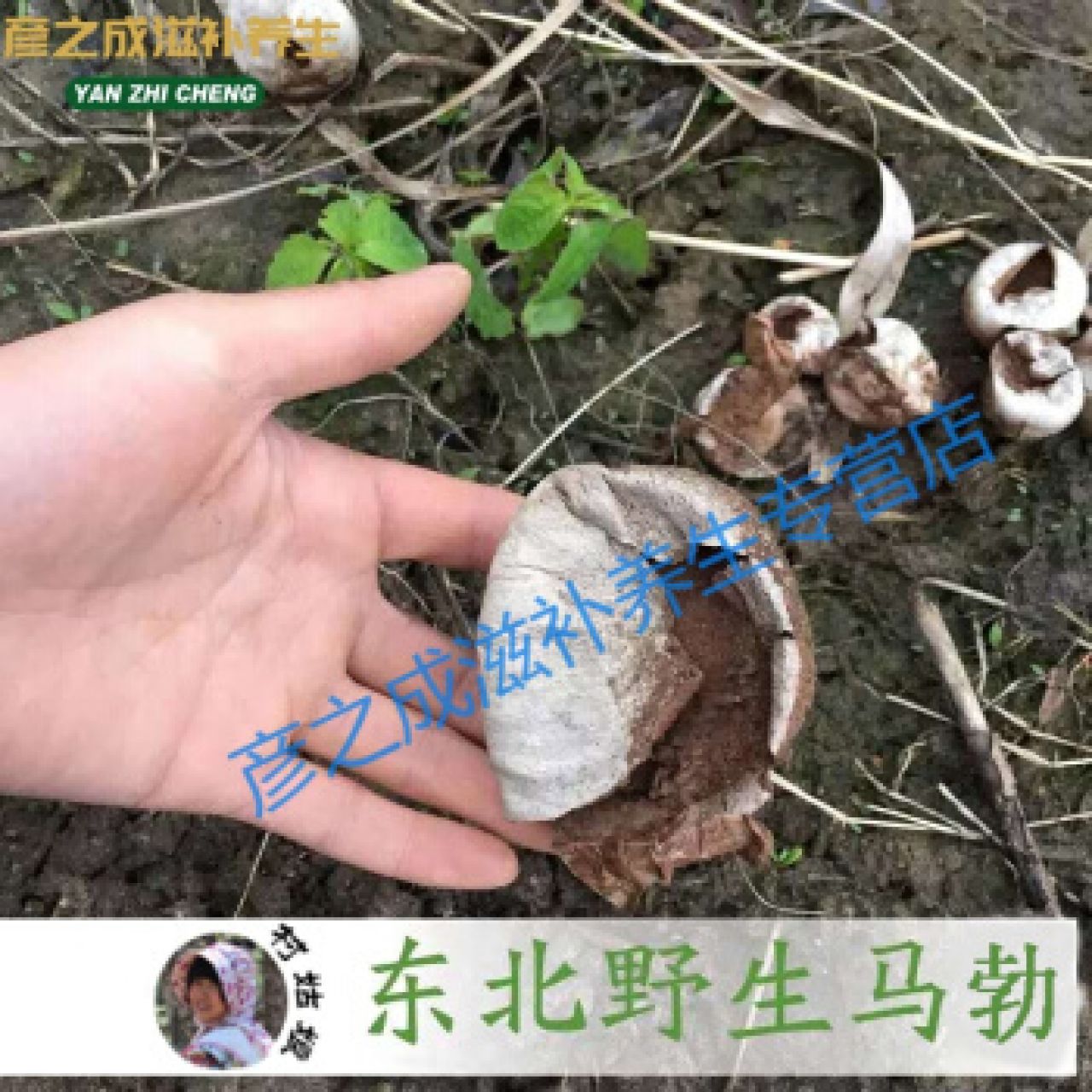 东北马勃菌