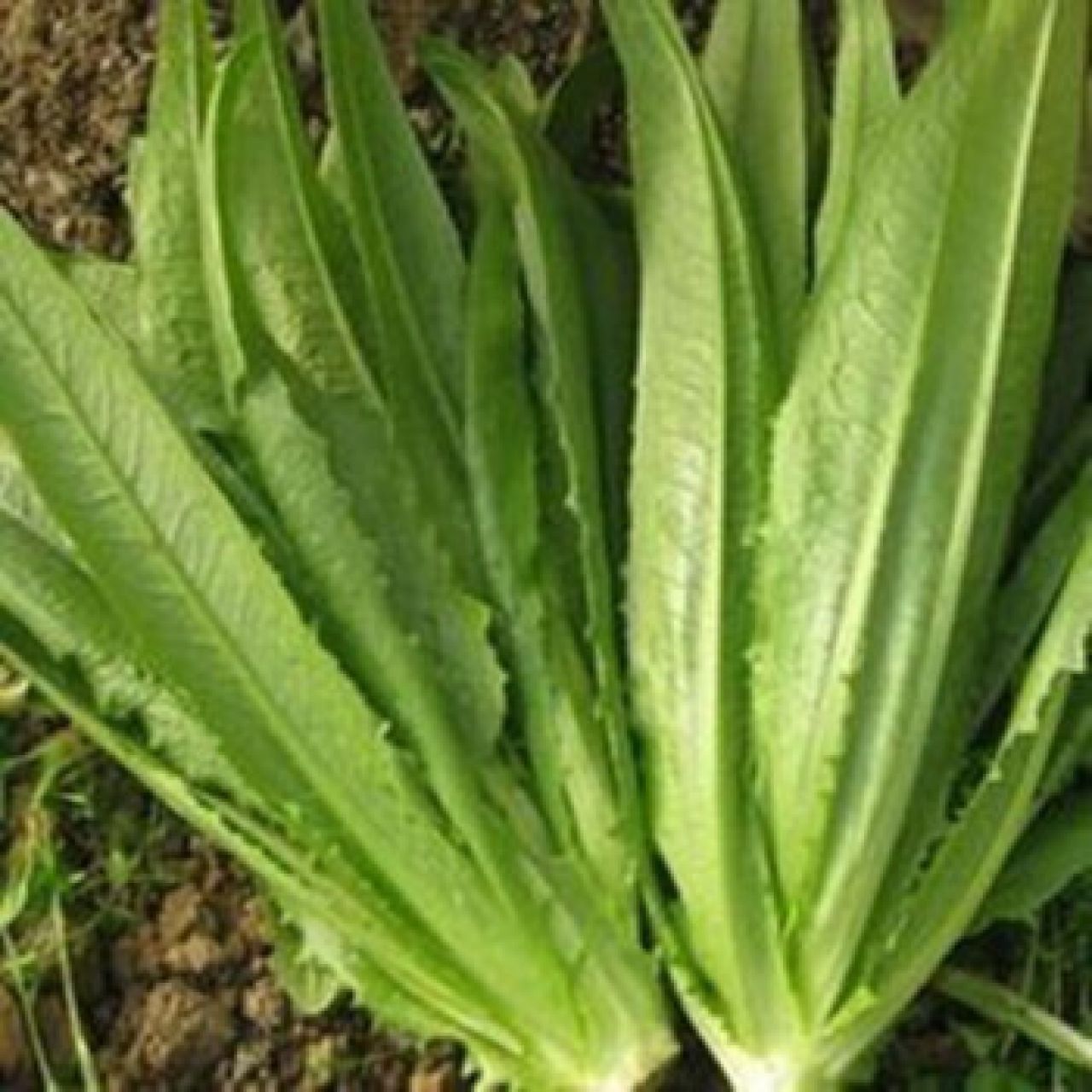 四季香甜尖油麦菜