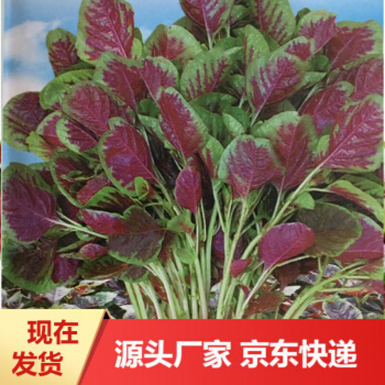圆叶苋菜