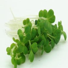 微型白菜苗 白菜苗 微型苗 迷...