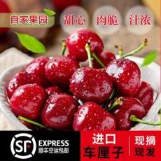 【顺丰空运现采进口】山东大樱桃...